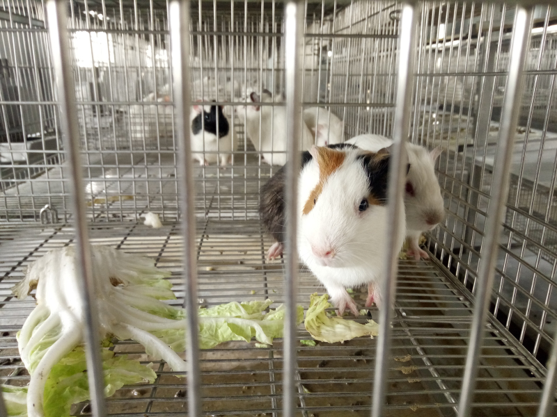 豚鼠